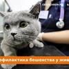 О профилактике бешенства у животных