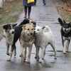 Собаки без владельца на улице: как избежать конфликта?